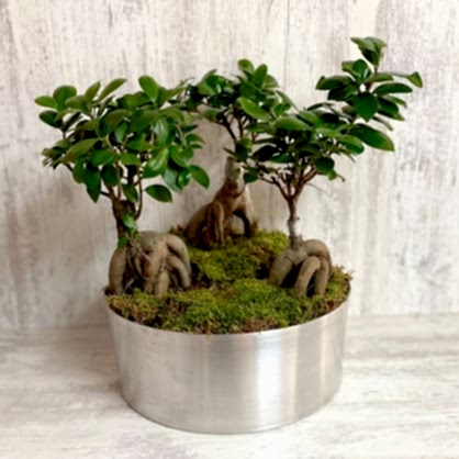 Bonsai Bahçesi