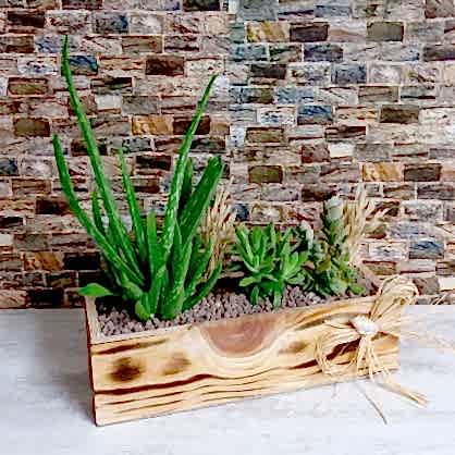 Tahta Kutuda Aloe Vera