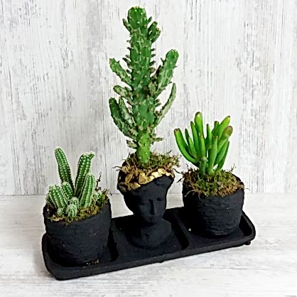 3'lü Set Sukulent 2