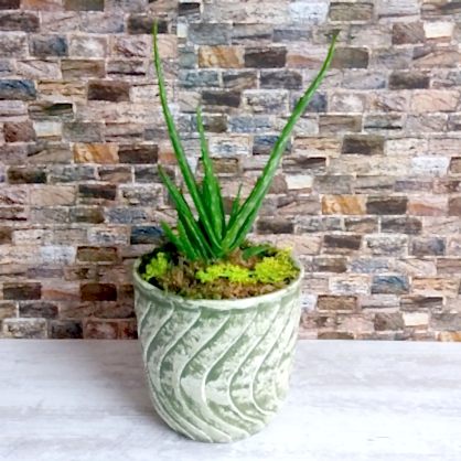 Saksıda Aloe Vera