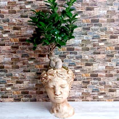 Afroditte Bonzai
