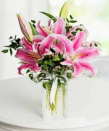 Pembe Lilyum Zarafeti