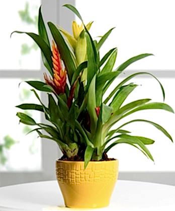 Guzmania Viresia