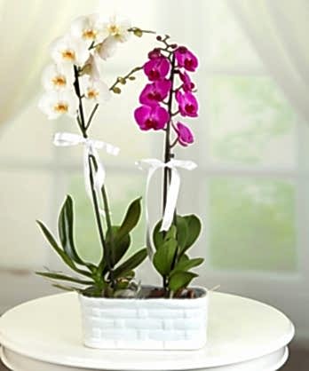 İki Dallı Mor Beyaz Orkideler