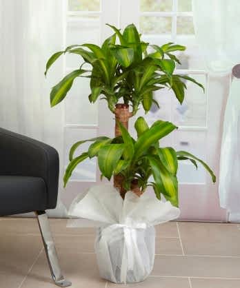 İkili Dracana Masengena