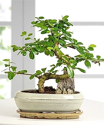 Zelkova Bonzai Ağaç