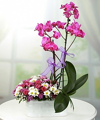 Pembe Orkideler Papatyalar