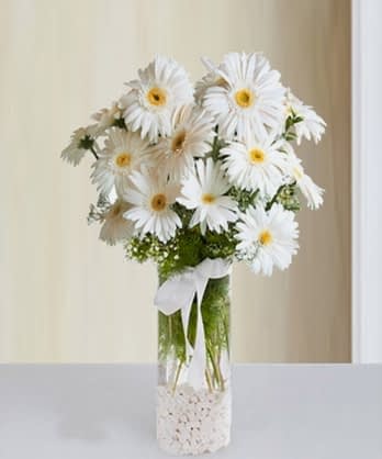 Silindir Camda Beyaz Gerbera