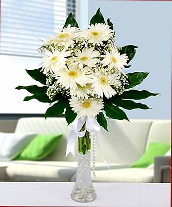 Beyaz Gerbera Çiçekleri