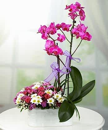 Pembe Orkideler Papatyalar
